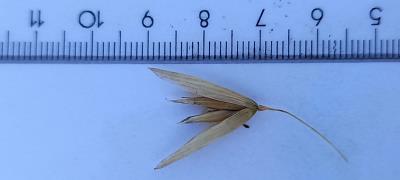 Click for 2 image(s) for this accession. Spikelet